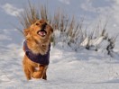© John Lockwood  <em>LoveTheSnow</em>