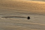 © David Crutchley  <em>Leisure</em>