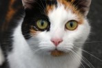 © Sue Best  <em>Cat</em>