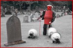 © Sue Haddrill  <em>Robo sheep flock to Settle</em>
