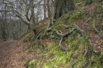 © Chris Chandler  <em>Roots</em>