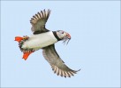 © David Crutchley  <em>Puffin</em>