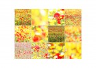 © David Crutchley  <em>Mallorcan flowers</em>