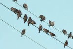 © Elaine Ward  <em>Birds on a wire</em>