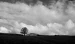 © Gill Pinkerton  <em>Enigmatic Trees at Slatenber</em>