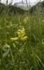 © Gill Pinkerton  <em>Yellow Rattle in the Zillertal Alps</em>