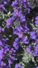 © Gill Pinkerton  <em>Alpine Toadflax</em>