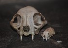 © Jeanette Davidson  <em>predators</em>
