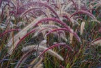 © Malcolm Walker  <em>Grasses</em>