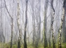 © Margaret Smith  <em>Tree in a Mist</em>