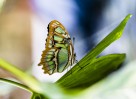 © Stuart Jackson  <em>Malachite Butterfly</em>