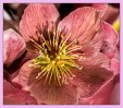 © Sue Haddrill  <em>Hellebore</em>
