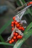 © Jeanette Davidson  <em>red berries</em>