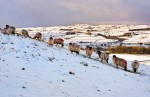 © John Bentley  <em>Settle, Sheep in snow</em>