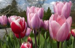 © Margaret Spencer  <em>Tulips</em>