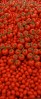 © Chris Chandler  <em>Tatton Tomatoes</em>