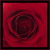 © Chris Chandler  <em>Ruby Anniversary Rose</em>