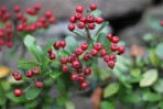 © Elaine Ward  <em>Red Berries</em>