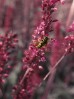 © Gill Pinkerton  <em>Hover fly</em>