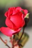 © Kim Parker  <em>Red Rose</em>