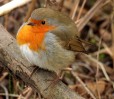 © Andy Best  <em>Robin</em>