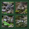 © Chris Chandler  <em>Dipper Combo</em>
