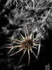 © Gill Pinkerton  <em>Echinops</em>