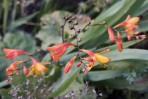© John Bentley  <em>Flowers and Fly</em>