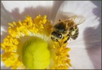 © Margaret Smith  <em>Foraging</em>