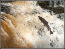© Rod Smith  <em>Salmon Jumping</em>
