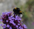 © Jeanette Davidson  <em>Bumble bee</em>