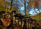 © John Lockwood  <em>Fungi Forest at Scalebor</em>