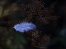 © Elaine Ward  <em>Feather</em>