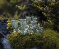 © Gill Pinkerton  <em>Lichen from stacked images</em>