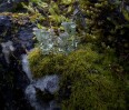 © Harry Pinkerton  <em>Lichen in Chapel-le-Dale</em>
