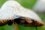 © Jeanette Davidson  <em>toadstool</em>