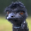 © John Lockwood  <em>Ostrich</em>