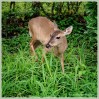 © Malcolm Walker  <em>Close encounter</em>