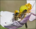 © Margaret Smith  <em>Busy</em>
