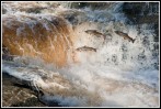 © Rod Smith  <em>Missed!</em>
