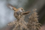 © Stuart Jackson  <em>Bearded Tit</em>