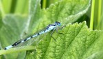 © Sue Best  <em>Damselfly</em>