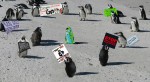 © Elaine Ward  <em>Alien Penguin</em>