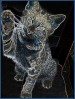 © Gill Pinkerton  <em>Glowing edged kitten</em>