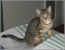 © Gill Pinkerton  <em>What me? Pangur again</em>