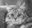 © Stuart Jackson  <em>The cat</em>