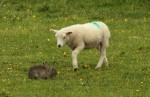 © Elaine Ward  <em>sheep and rabbit 1</em>