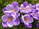 © Chris Chandler  <em>Crocuses</em>