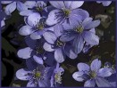© Gill Pinkerton  <em>Anemone hepatica</em>