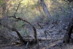 © Jeanette Davidson  <em>trees</em>
